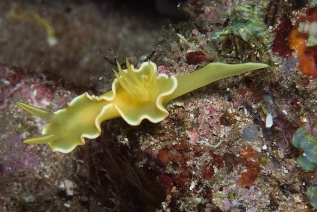 Tulip Longtail Dorid