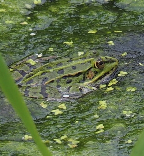 Wasserfrösche