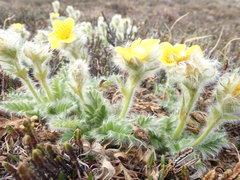 Geum glaciale