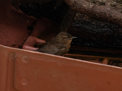 Troglodytes aedon brunneicollis