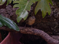 Troglodytes aedon brunneicollis