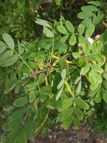 Caragana arborescens