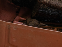 Troglodytes aedon brunneicollis