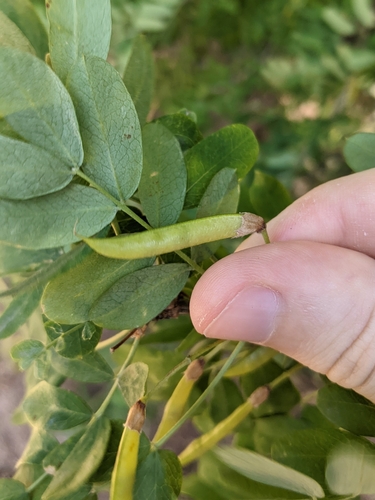 Caragana arborescens