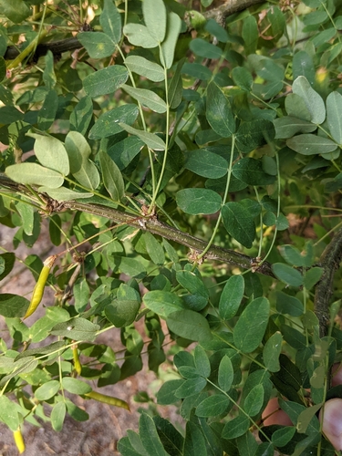 Caragana arborescens