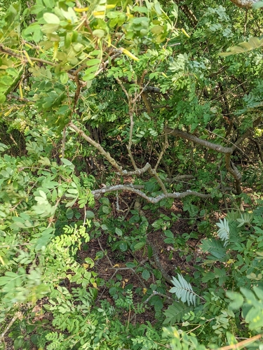 Caragana arborescens