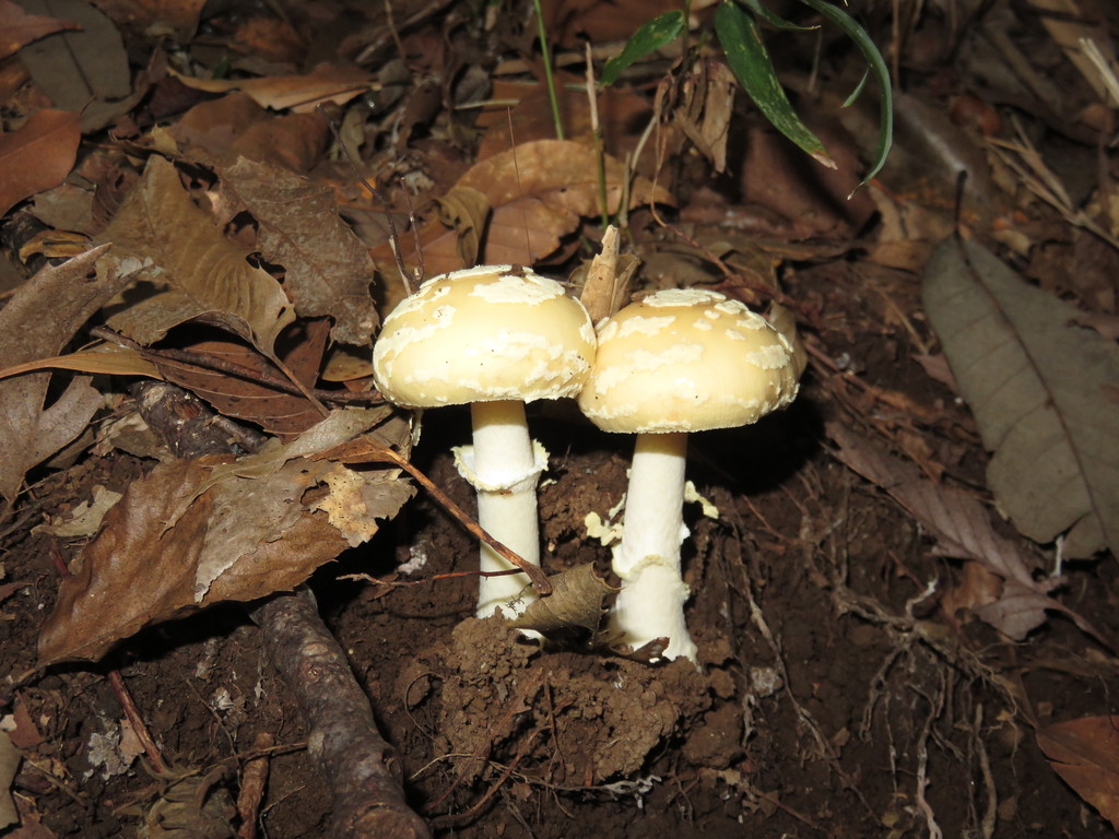 Amanita subparvipantherina · September 2018 · photo: © se1 (iNaturalist, cc-by)
