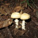 Amanita subparvipantherina