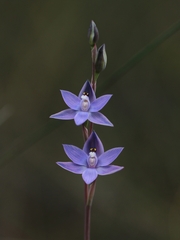 Shy Sun Orchid (Thelymitra graminea) · iNaturalist