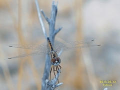 Selysiothemis nigra