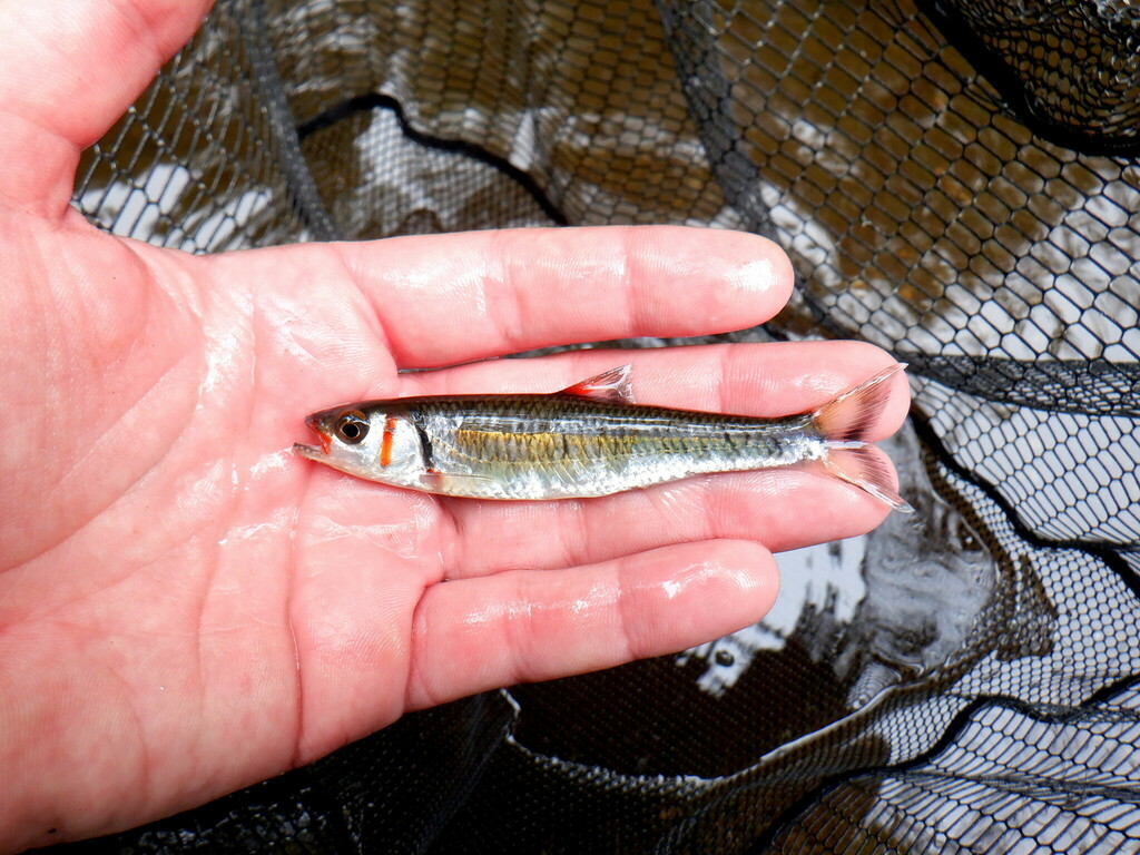 Warpaint shiner from Burke County, NC, USA on May 27, 2023 at 0150 PM