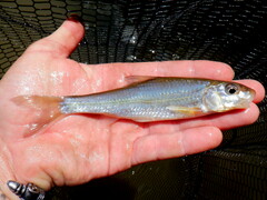 Silver Chub photo 3