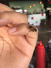 Apis mellifera