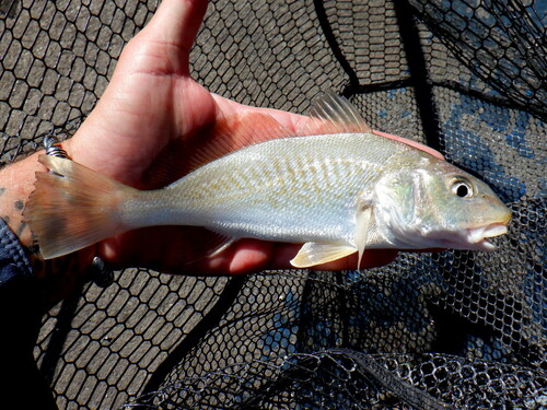 Atlantic Croaker