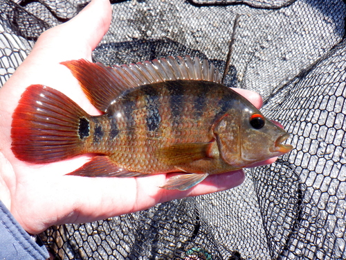 Mayan Cichlid