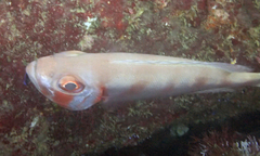 Priacanthus hamrur