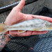 Southern Kingfish - Photo (c) Austin D West, some rights reserved (CC BY-NC), uploaded by Austin D West