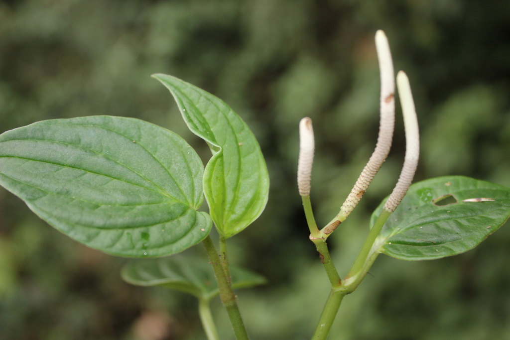 Peperomia tenuimarginata