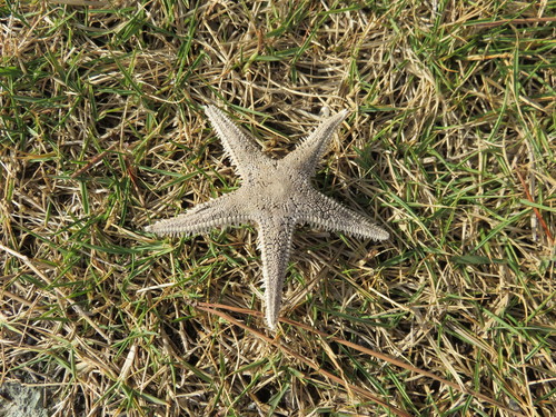 Astropecten scoparius