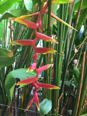 Heliconia platystachys