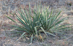 Yucca necopina