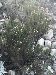 Ericameria pinifolia