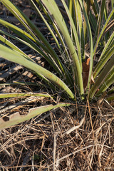 Yucca necopina