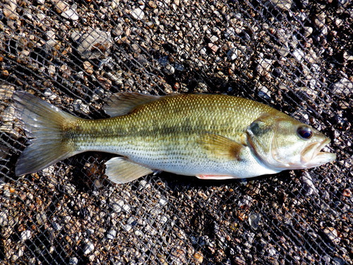 Spotted Bass