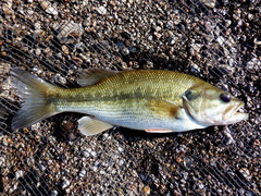 Spotted Bass photo 5
