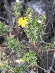 Ericameria pinifolia