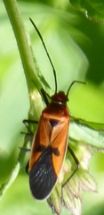 Dysdercus poecilus