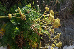 Anisotome lyallii