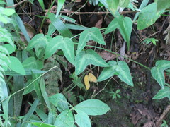 Passiflora cisnana