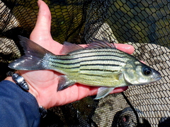 Yellow Bass photo 5