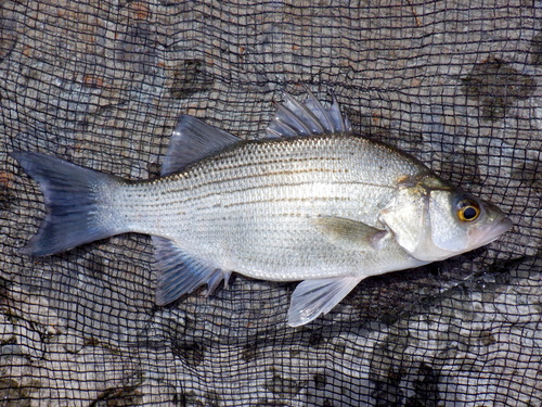 White Bass