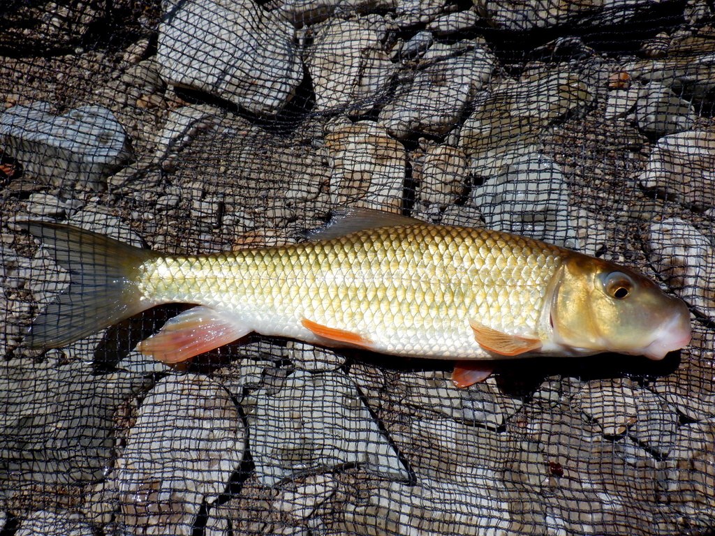 Golden Redhorse (Fishes of Big Canoe Creek) · iNaturalist