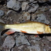 Golden Redhorse - Photo (c) Austin D West, some rights reserved (CC BY-NC), uploaded by Austin D West