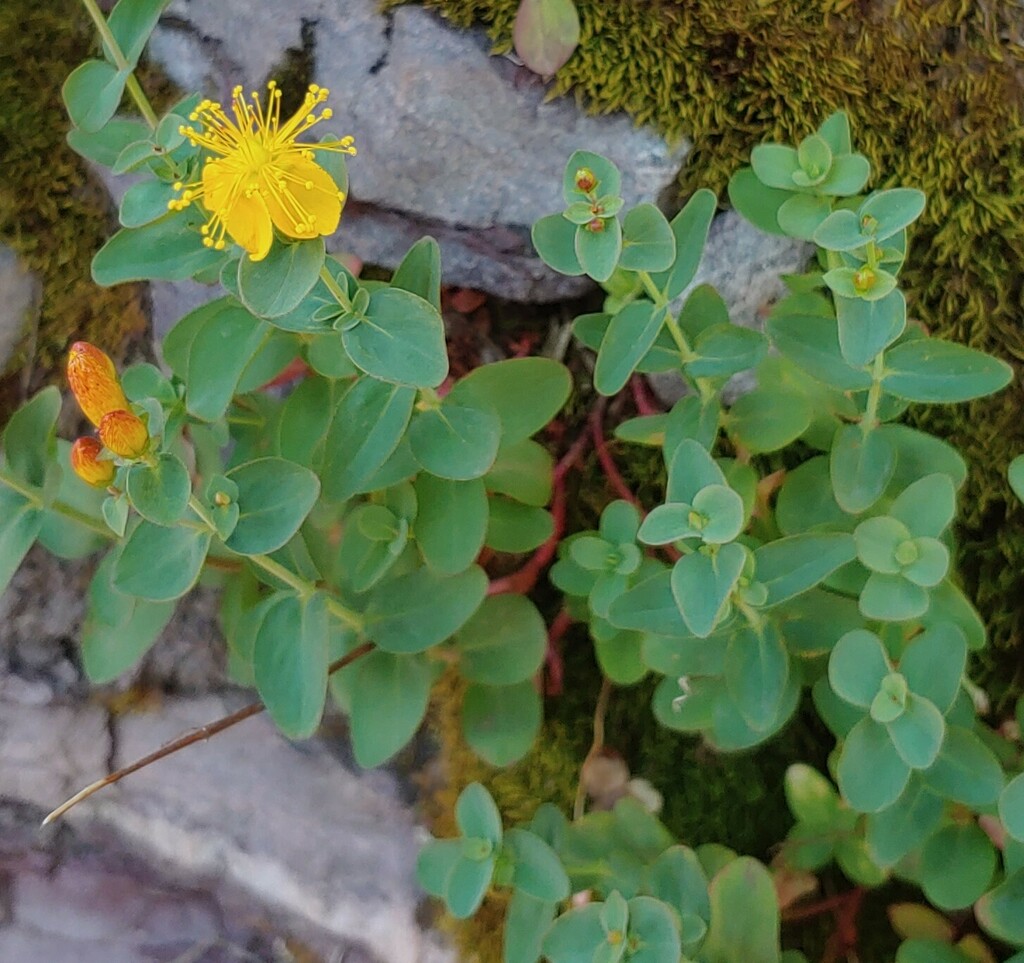Scouler s St John s Wort From Glacier County MT USA On July 10 2023 scouler-s-st-john-s-wort-from-glacier-county-mt-usa-on-july-10-2023