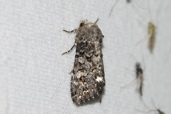 Melanchra pulverulenta