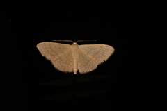 Idaea uniformis