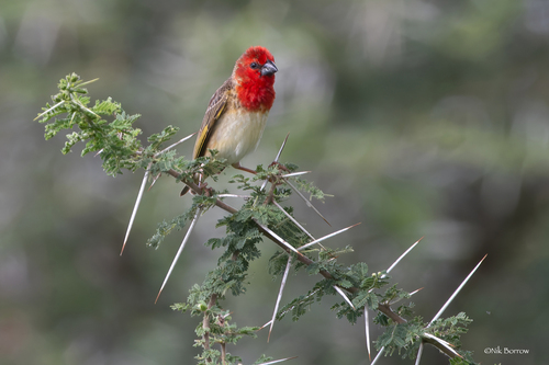 Cardinal Quelea