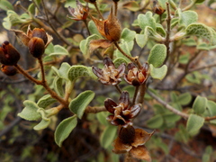 Cistus parviflorus
