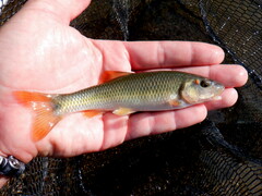 Hornyhead Chub photo 5