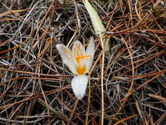 Crocus laevigatus