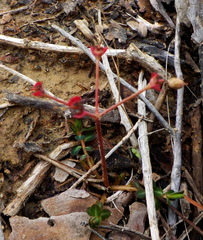 Euphorbia dimorphocaulon