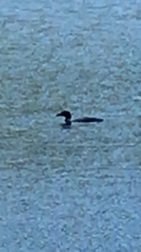 Common Loon