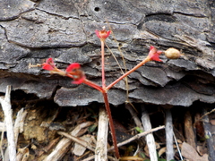Euphorbia dimorphocaulon