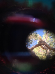 Platycercus elegans adelaidae