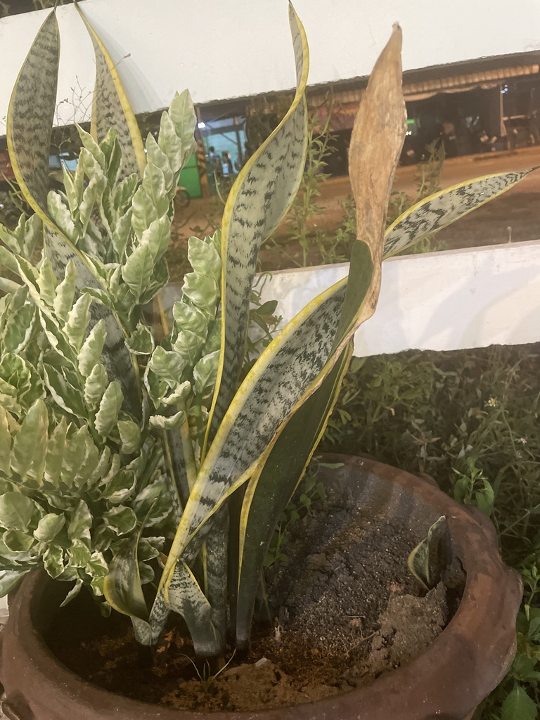 Snake plant leaf banding detail