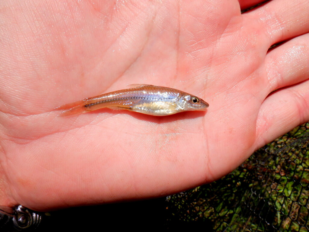 longjaw-minnow-from-columbus-ga-usa-on-september-5-2021-at-11-36-am